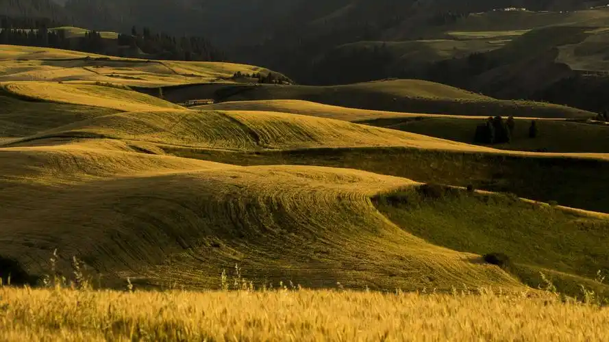 江布拉克麦田风光