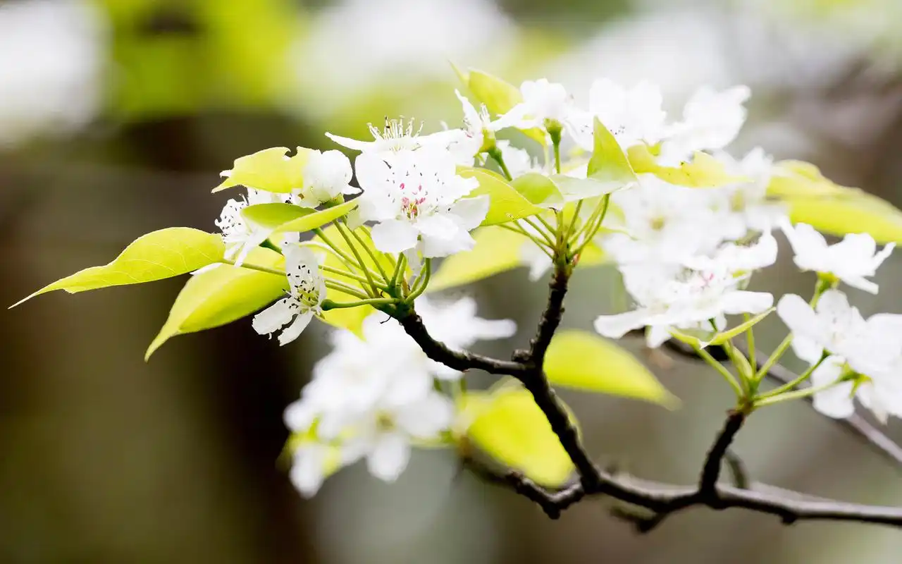 洁白梨花唯美高清桌面壁纸高清大图预览1920x1200_植物壁纸下载_美桌