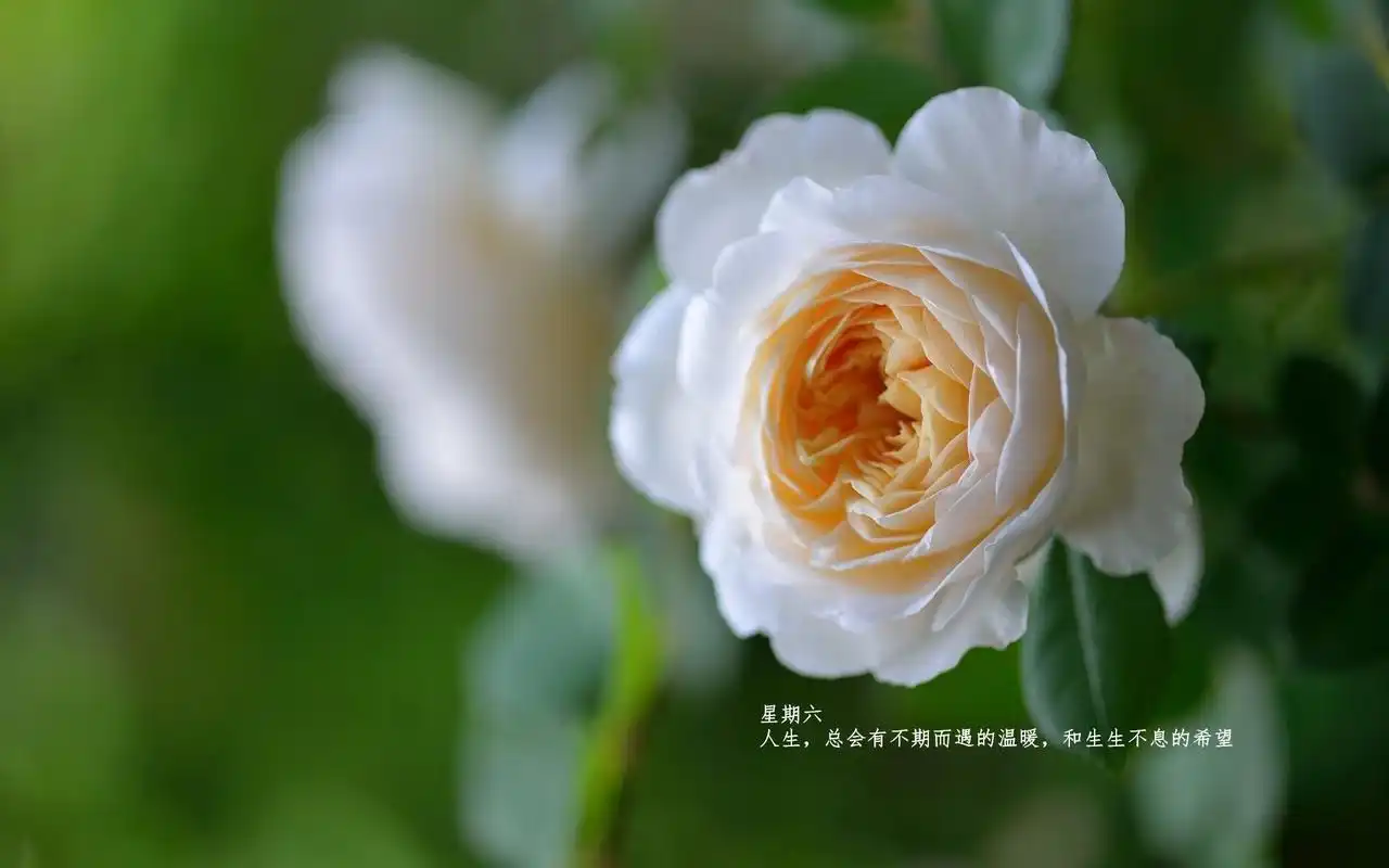 每日心语唯美治愈系文字语录绿色植物护眼壁纸高清下载