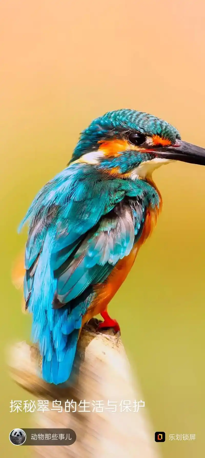 翠鸟的寓意和象征