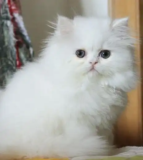 波斯猫为什么一直掉毛波斯猫掉毛厉害怎么办