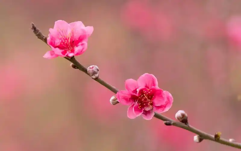 娇艳粉嫩的桃花图片桌面壁纸