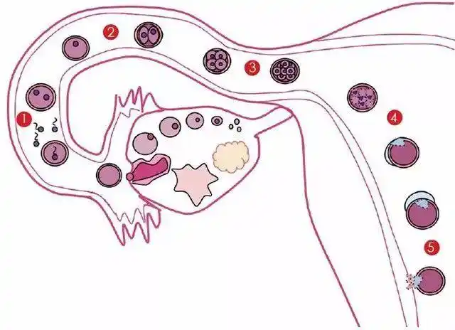 送子鸟好孕宝典01备孕先知自然受孕是一件奇妙的事情