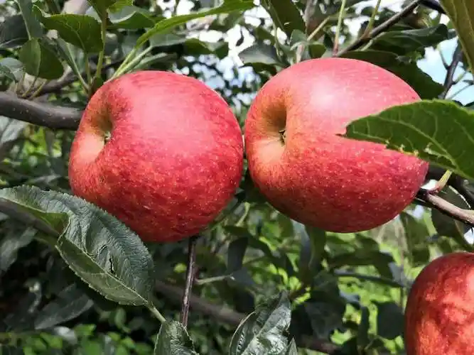 苹果苗爱妃 - 2020年最新商品信息聚合专区 - 百度爱采购