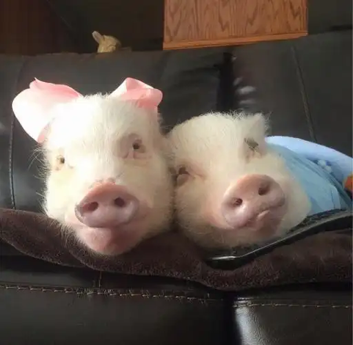 情侣猪猪图片可爱一对超萌精选 有了我你就不能喜欢其他的猪了-腾牛