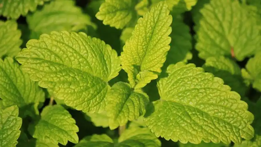 小清新薄荷绿叶唯美高清桌面壁纸