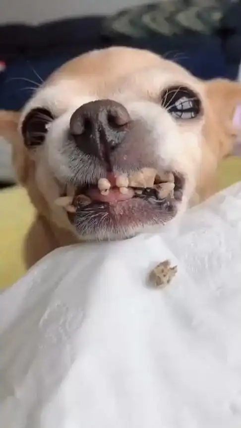 明星娱乐#狗子掉牙了,趴主人身上不敢动,表情太委屈了!