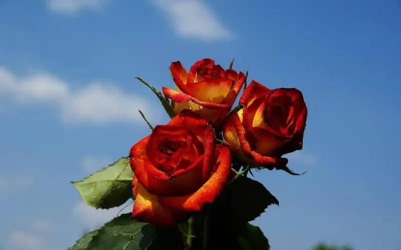 红玫瑰,壁纸,自然,自然风景,壁纸红玫瑰壁纸