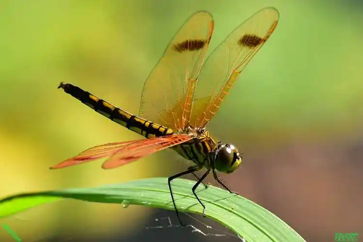 豪哥街拍#——池塘边邂逅漂亮的小可爱——红蜻蜓——没想到一瞬间它