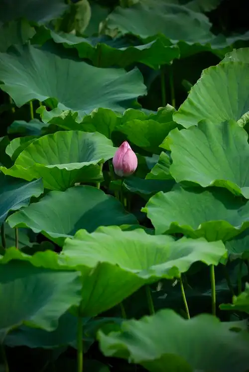 接天莲叶无穷碧 映日荷花别样红