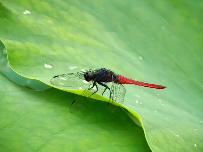 荷叶荷花十里风