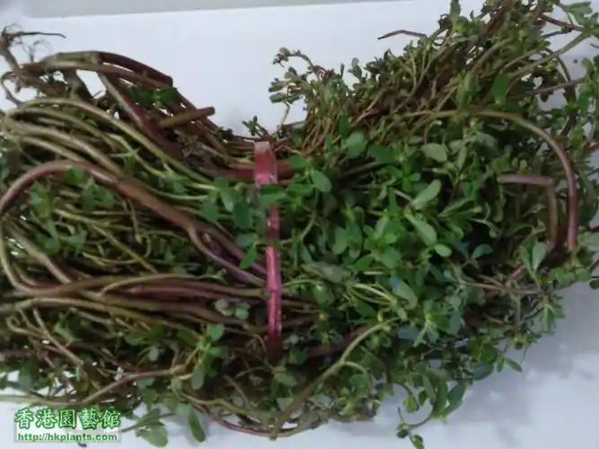 瓜子菜杞子瘦肉汤