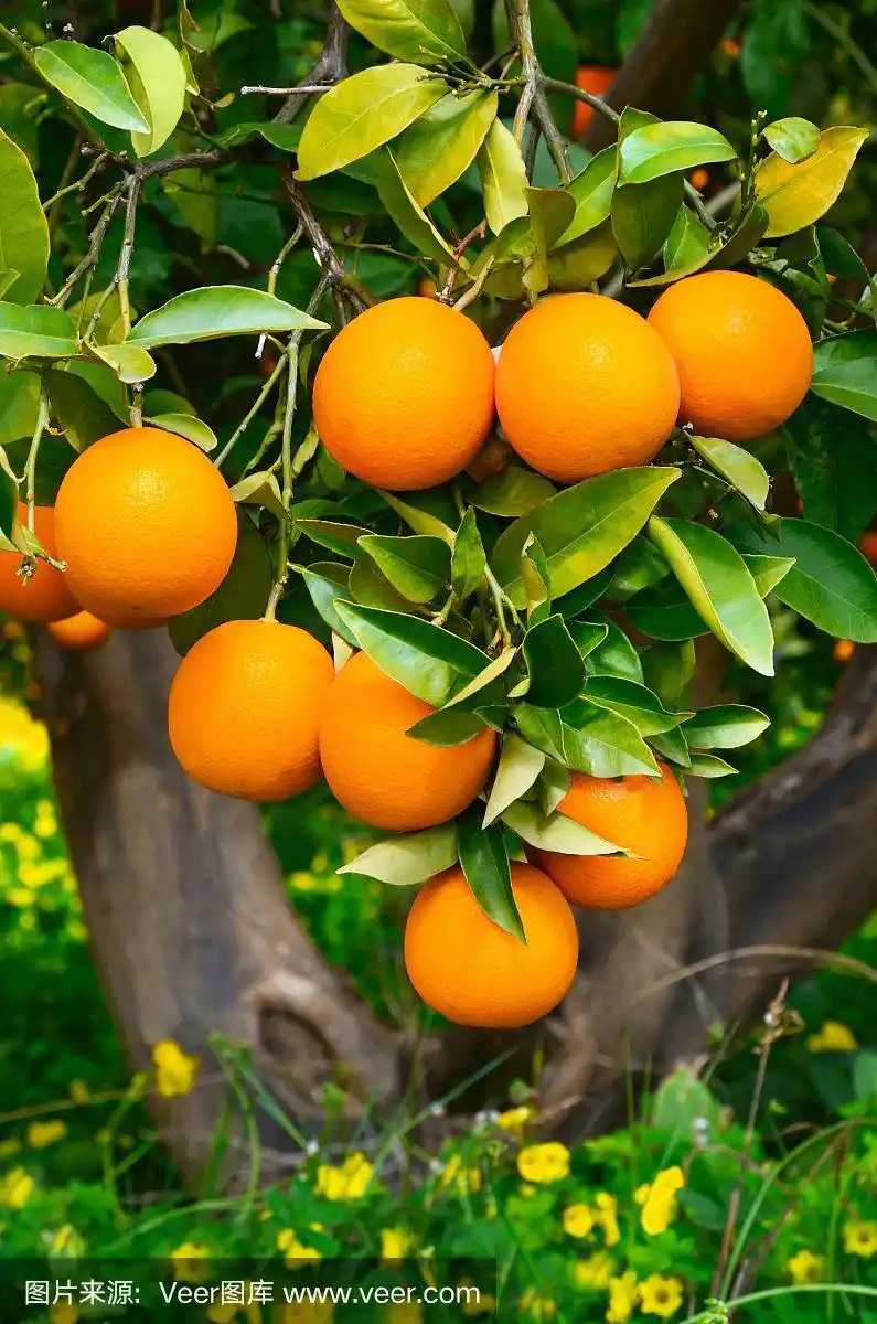 树上的橙子