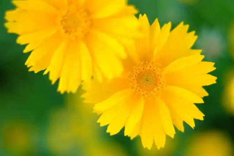 小花黄,美图摄影教程,微博@用镜头爱世界 - 堆糖,美图壁纸兴趣社区