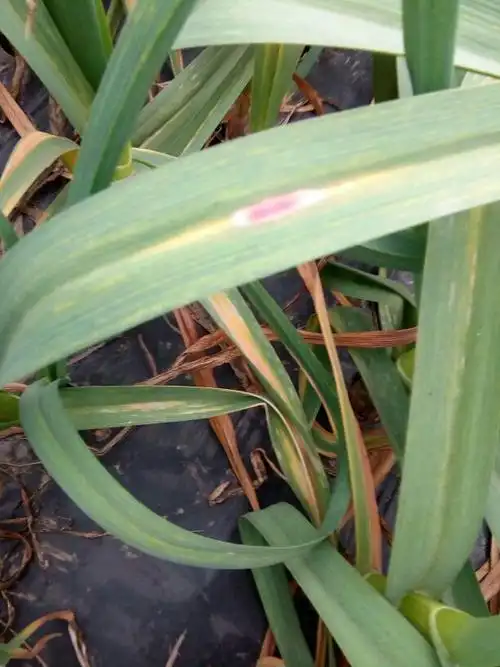 请问老师大蒜叶是什么病.