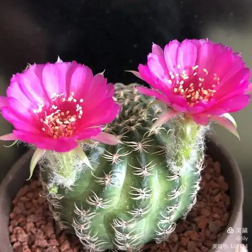 多浆植物仙人球