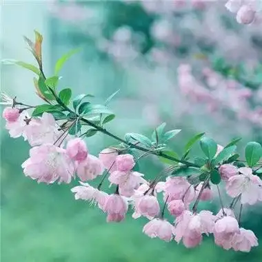 微信最吉利好看的风景头像唯美