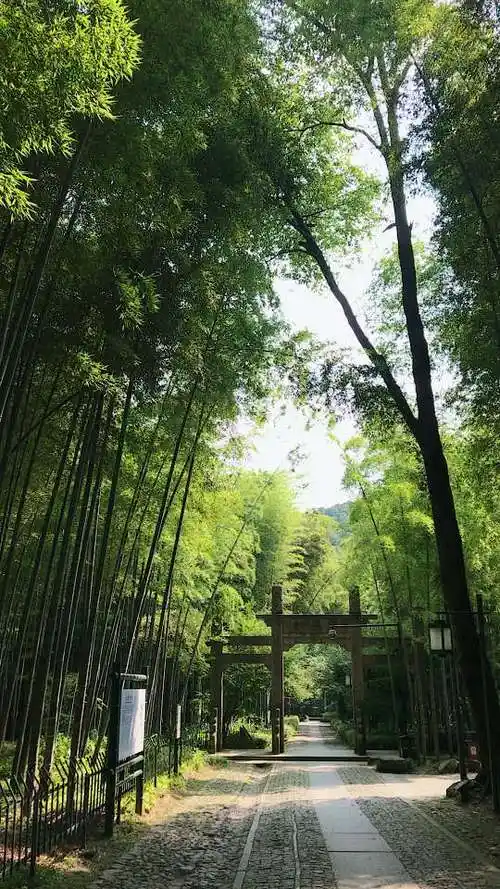 杭州云栖竹径,卧虎藏龙取景地,竹林太美了!