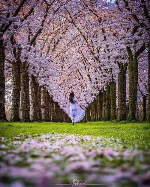 林间小道,唯美治愈!_心灵_人本_净土