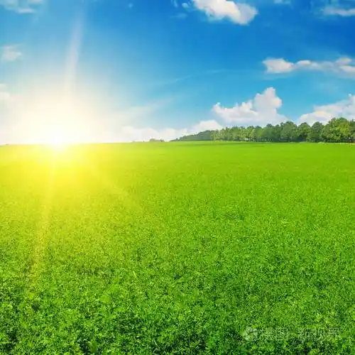 蓝天上的绿色田野和日出