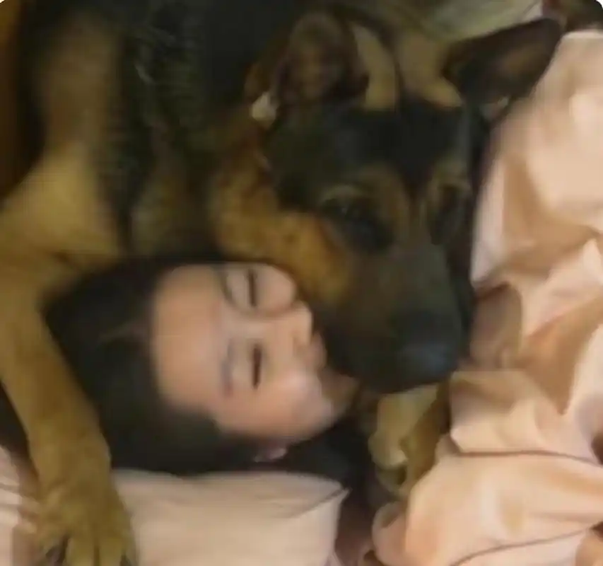 为什么现在的单身女生都喜欢养大型犬呢!