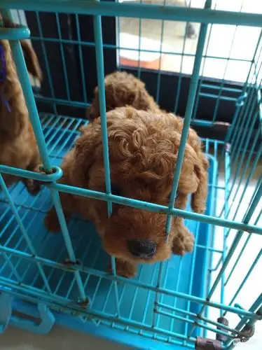 自家小狗生的小泰迪,一个月啦!600一只寻求爱心主人