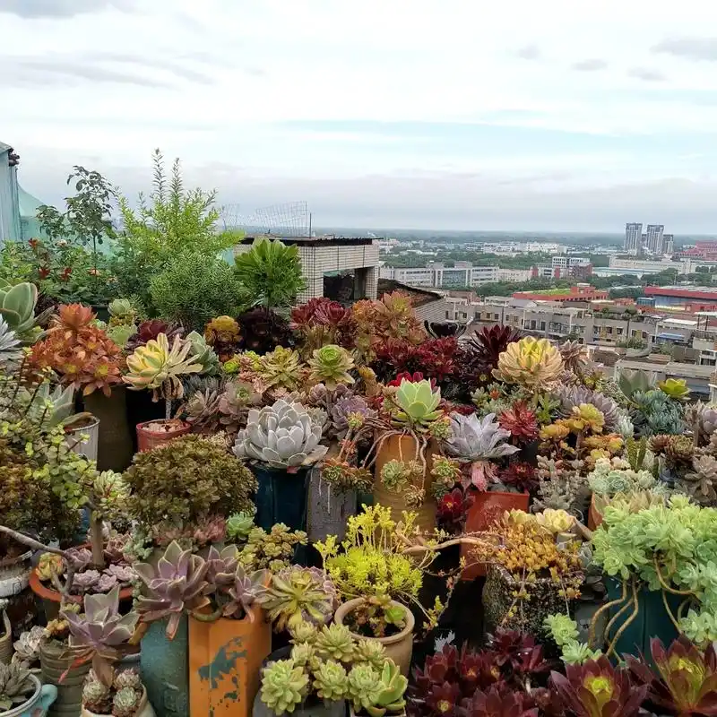 好基友楼顶花园多肉合集哈哈