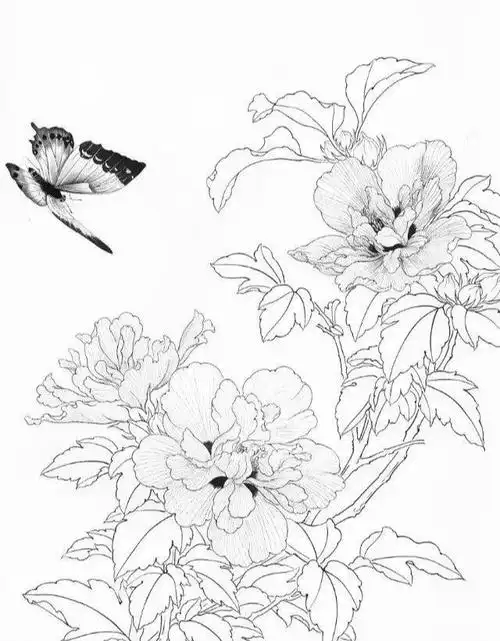 工笔画工笔线描图谱之花蝴蝶白描
