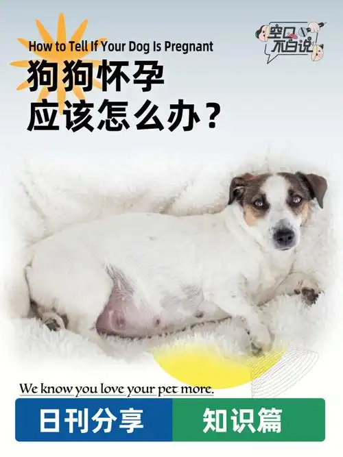 狗狗怀孕的6个征兆孕期护理应该怎么做