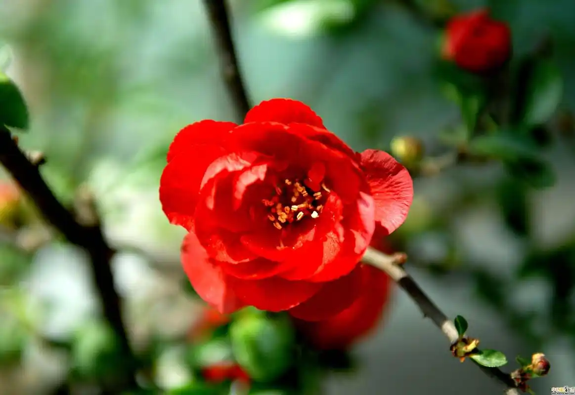 神准占卜:以下海棠花你觉得哪朵最漂亮?测你3月有啥好事发生!