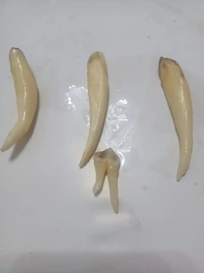 给大家分享一下猪的牙齿 ,动物的牙齿真的坚硬. - 抖音