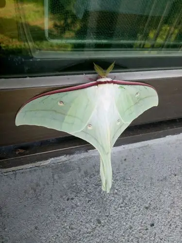 我见到的昆虫🐛🐛🐛 - 美篇