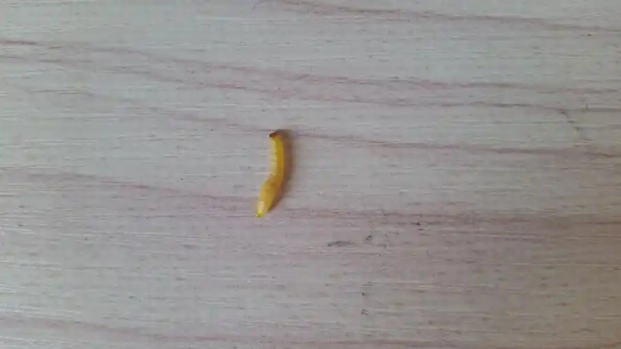 我家阳台上好多白色的虫子,有点像蛆,弄完了后面又有了.