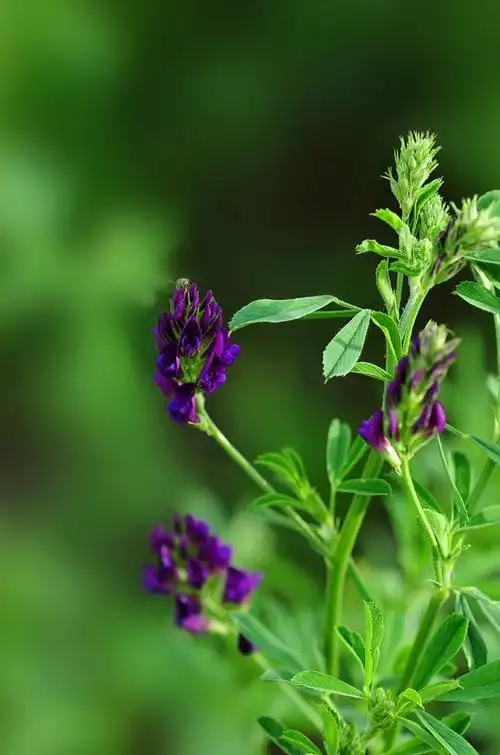【紫花苜蓿草摄影图片】公园生态摄影_太平洋电脑网摄影部落