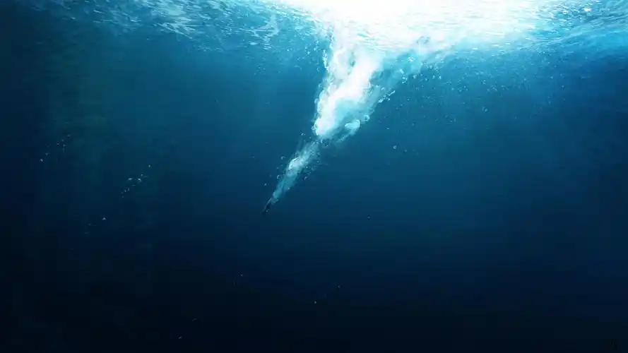 漂亮的水下自然风光1152x864分辨率查看