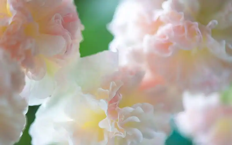 梦幻鲜花唯美高清桌面壁纸