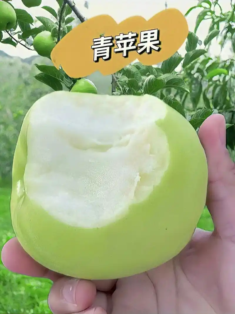 香甜多汁脆口青苹果.