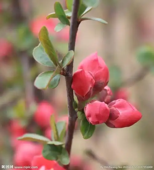 含苞待放海棠花