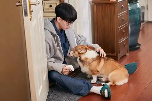 费启鸣的柯基蛋蛋太可爱了吧