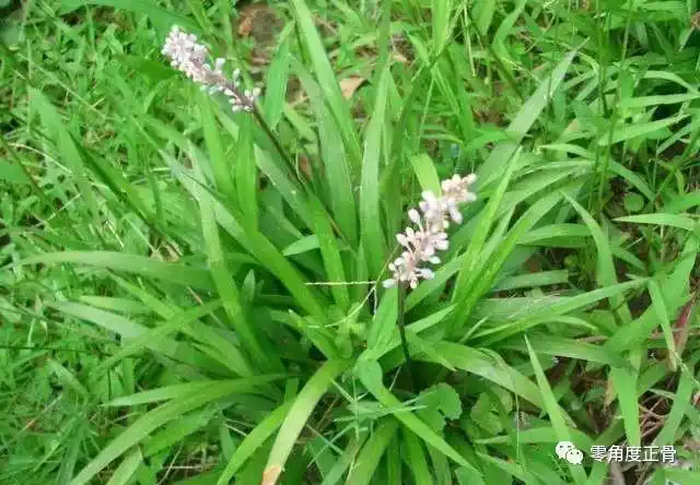 治疗风湿类风湿关节炎的中药泡酒验方
