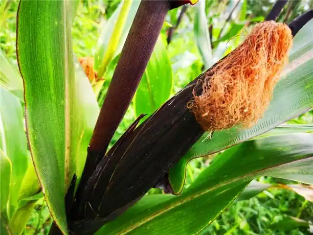 首期3000亩紫玉米有收成啦!中山企业湛江扶贫项目成效初显