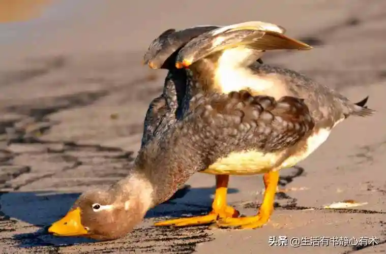 什么鸟不会飞十大在家最好养的鸟