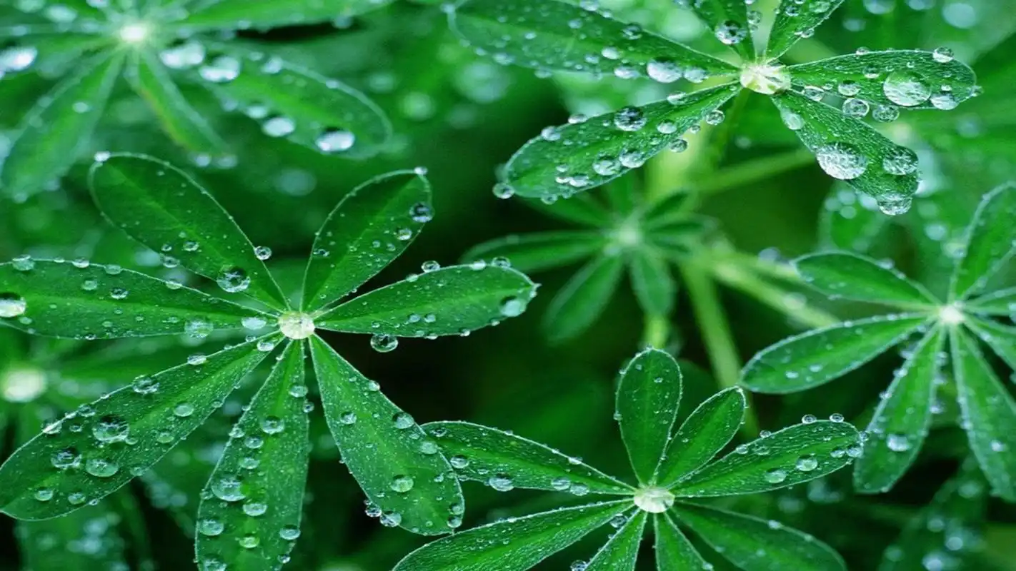 精选清新护眼桌面壁纸4下载