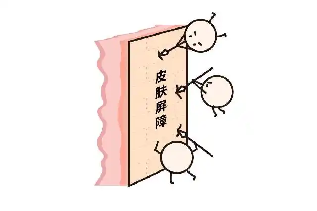 保护我们小脸蛋儿的皮肤屏障,很重要!