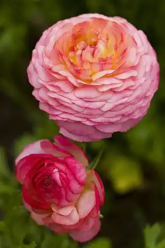 室外,特写,白天,月季花,北京,中国,局部,图片,花,花朵,花卉,自然,竖