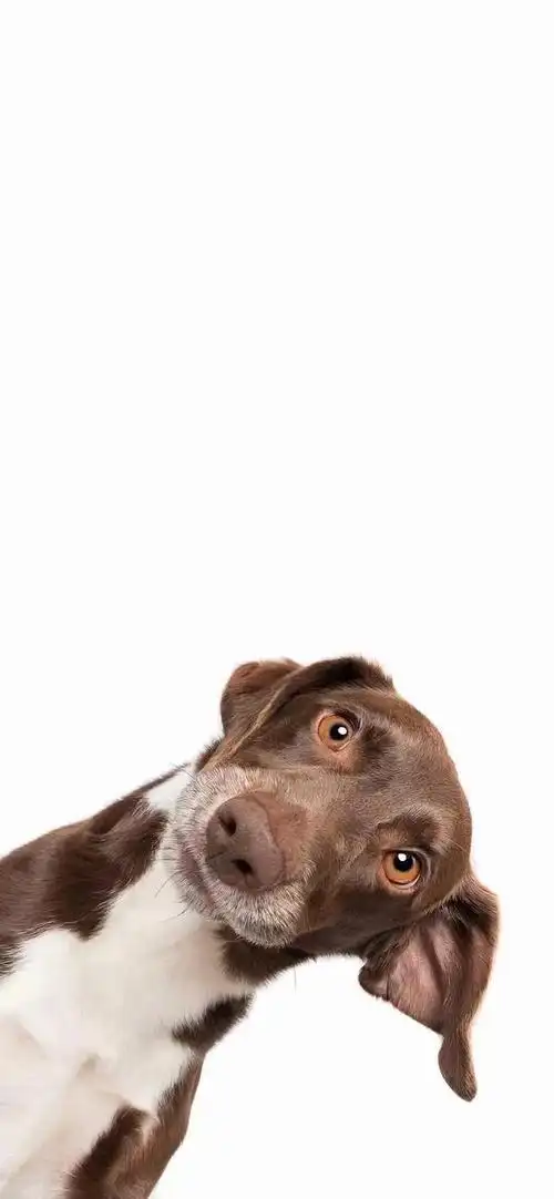 狗狗搞笑手机壁纸高清