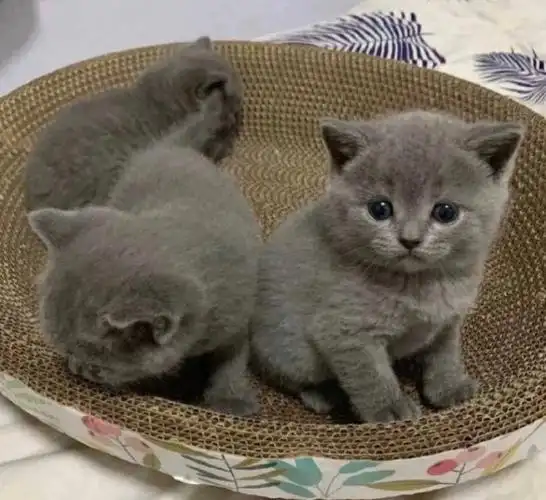 明码标价蓝猫799一只