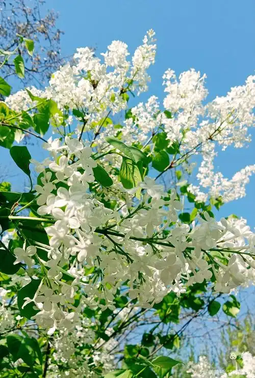 馥郁芬芳丁香花