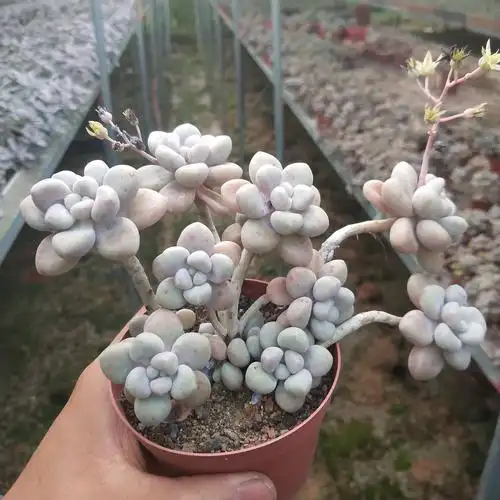 多肉植物张大叔大叔艾伦老桩悬崖办公室美观防辐射多肉植物