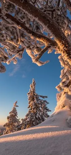 树,雪,冬天,自然风景 1080x1920 iphone 8/7/6/6s plus 桌布,背景